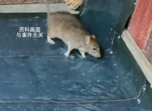 保安被老鼠咬伤确诊“鼠咬热” 轻视伤口险酿大祸