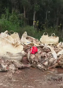 深圳一水库堆放多袋发臭死鱼 已得到解决未污染水源