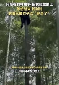 阿姨忘掉的衣服竟然被竹子“穿走” 大自然的神奇力量