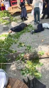 河南万岁山景区树干倒塌 多人受伤 大风天气引发事故