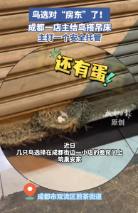 成都一店主给鸟搭吊床！ 鸟选对“房东”了！