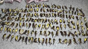 极危鸟类活体被催肥出售 已抓捕3人 非法捕鸟行为遭严打