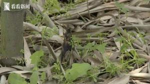 偷挖竹笋戳伤鼻腔起诉景区索赔3.6万 法院判决驳回诉求