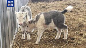 中国首次批量克隆10头牦牛 攻克繁殖率低难题