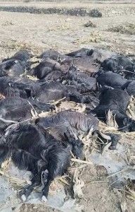 50只羊吃地里毒玉米接连死亡 剧毒农药引发悲剧