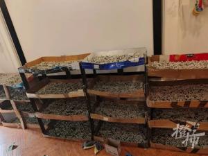 家养1.2万只蚕宝宝养到想报警 方圆十公里桑叶全吃光