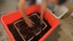 杨梅“泡药门”伤害了谁 诚信与健康受损