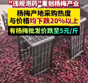 违规泡药曝光后杨梅价格跳水 杨梅批发价最低跌到5元以下