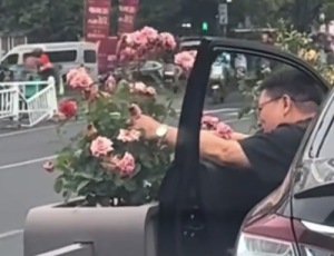 小伙为省钱在绿化带摘花送媳妇 网友：520浪漫全靠绿化带赞助