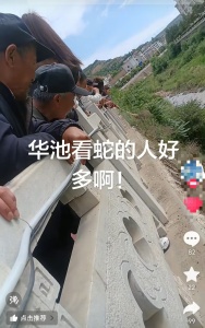 甘肃一河滩有蛇群出没引围观 有毒蛇类引发市民担忧