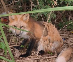 当地谈狐狸惊现一水库边 钓鱼者喂食引关注