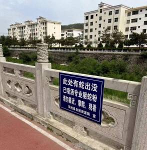 河道有大量蛇出沒已噴驅蛇粉 消防員捕蛇保安全