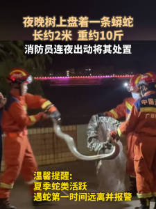 树上惊现2米长蟒 消防员连夜出动将其处置