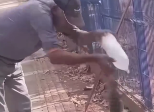 巴西男子喂路边蜥蜴被咬手指致截肢 专家提醒