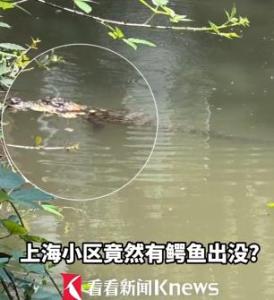 上海小区人工湖捕获鳄鱼 连夜抓捕终成功