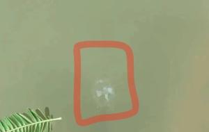 5亿年前的“桃花水母”现身达州 水质治理显成效