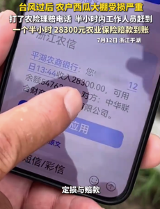 瓜农台风受损保险一个半小时赔两万八：不但好而且快，太感谢了！