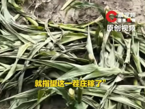 黑龙江23亩玉米被割断，警方已立案