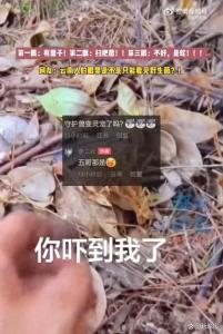 男子采菌没看见旁边的五步蛇 散光差点遇险