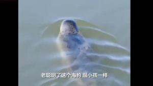 海豹误闯养殖圈被戏称“吃自助餐” 聪明访客找门离去