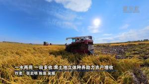 黑土地立体种养助力农户增收 昔日低洼地变身聚宝田