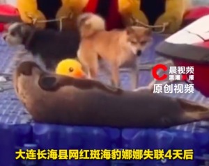 网红斑海豹娜娜“失踪”多天后现身 当地回应斑海豹娜娜能否平安越冬