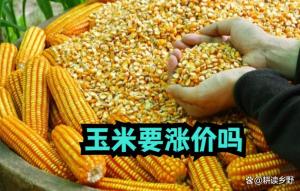 26年玉米新粮“翻身大涨” 中储粮开收引发市场热议