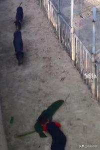 拿芭蕉叶去喂猪，5岁男孩一脚没踩稳，整个人掉进猪圈