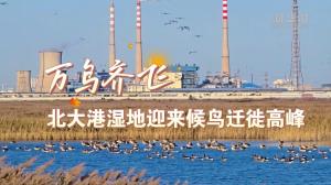 北大港湿地迎来候鸟迁徙高峰 超18万只候鸟聚集