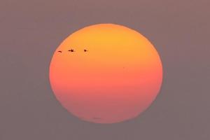 太震撼！“北冥有鱼”，竟然是真的 黄河口鸟浪奇观再现