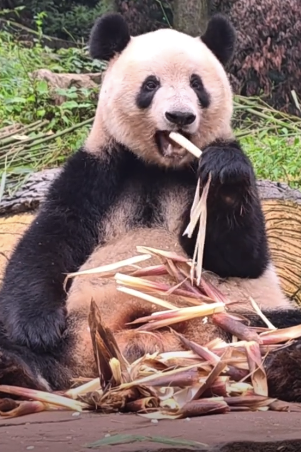 香香公主长胖了一圈，网友：祝福宝贝熊生顺遂！