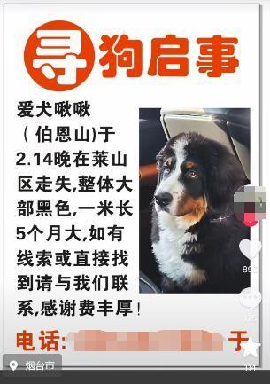 两条流浪狗已被啾啾主人收养