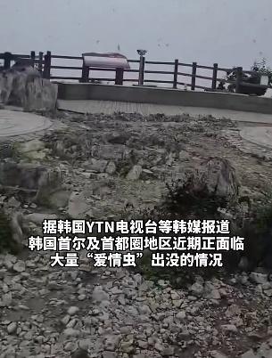 韩国首尔“爱情虫”爆发 民众困扰投诉激增
