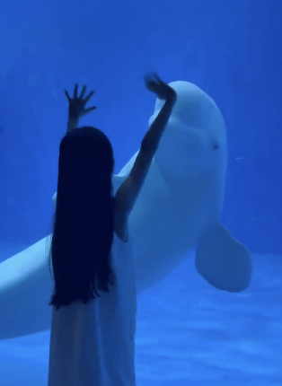 白鲸吓人前甚至和家长确认了眼神