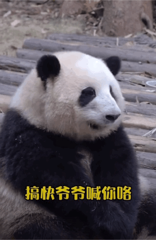 大熊猫花花火到国外 新晋“顶流女明星”实锤无疑无疑，爱了爱了！
