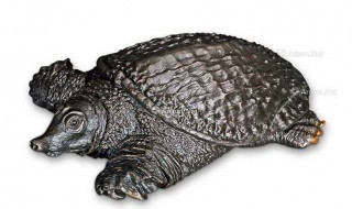 鼋是什么动物 是龟鳖科中的一属_军事频道_中华网