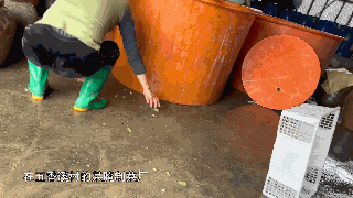 汕头现工人赤脚踩腌菜 脚尖上的橄榄菜酸爽味独特