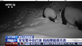 寶寶雪地撒歡打滾不起身 看,，大熊貓帶娃也無奈