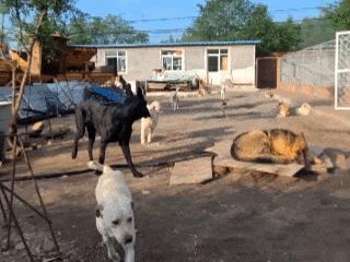 狗主人否認(rèn)拍犬斗視頻博流量