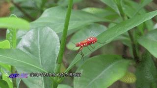 廣州公園現(xiàn)大量紅色小蟲 棉紅蝽頻現(xiàn)引關(guān)注