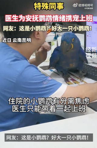 医生带着有分离焦虑的医生有分小鹦鹉上班