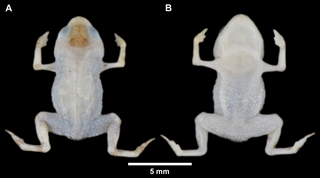 巴西基里里山脉发现超微型新物种——卢拉短头蟾 全球最小脊椎动物之一