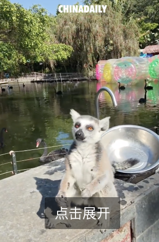 狐猴抓了饲养员身上的蝴蝶顺嘴吃掉了 外籍人员违规捕蝶被识破