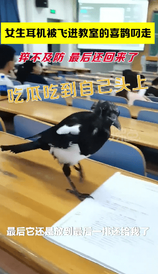 喜鹊飞进教室叼走女生耳机，还知道还回来