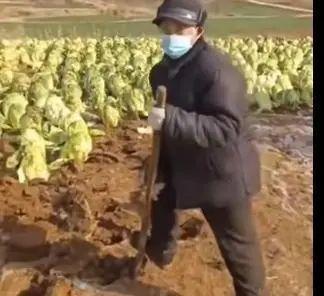 网传江苏一村在地里种成熟大白菜 疑骗取补助款引发关注