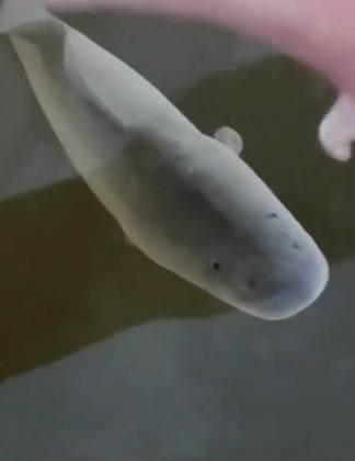 網(wǎng)絡(luò)熱傳生物鑒定回來了,，趣味性和知識性共存