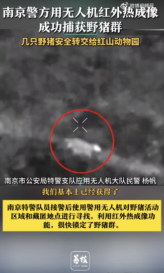 南京警方用無人機捕獲野豬群