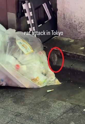 游客称东京街头老鼠“横行” 女游客被咬伤出血