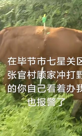 黄牛被铁扦射穿身体主人报警