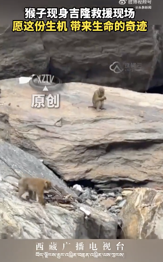 猴子现身吉隆救援现场 持续作业清淤填路